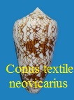 Conus textile f. neovicarius, da Motta 1982